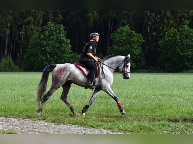 Shagya Araber Hengst 1 Jahr 157 cm Kann Schimmel werden in Rotenburg an der Fulda