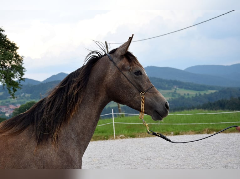 Shagya Araber Hengst 1 Jahr 158 cm Schimmel in Pragersko