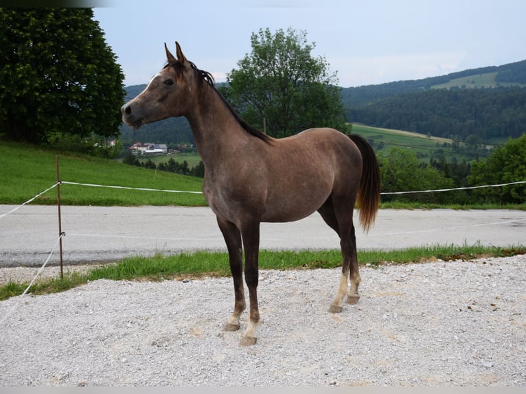 Shagya Araber Hengst 1 Jahr 158 cm Schimmel in Pragersko