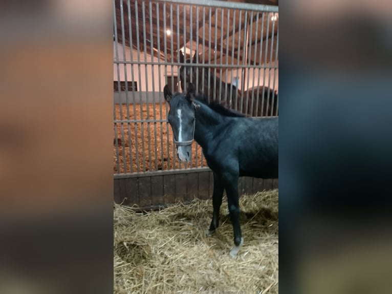 Shagya Araber Hengst 1 Jahr 160 cm Rappschimmel in Nienhagen
