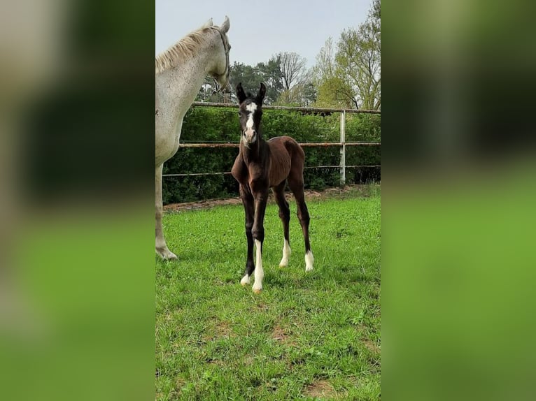 Shagya Araber Hengst 1 Jahr 160 cm Schimmel in Friesack