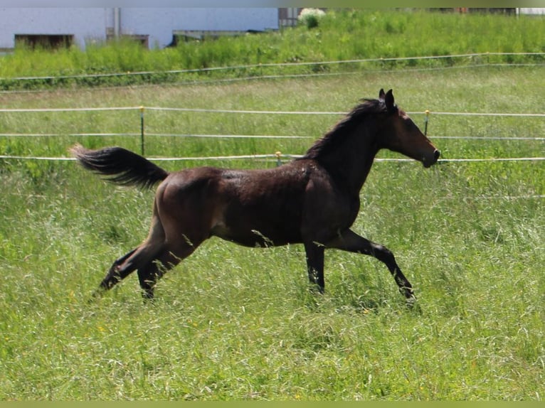 Shagya Araber Hengst 1 Jahr Brauner in Tiefenbach