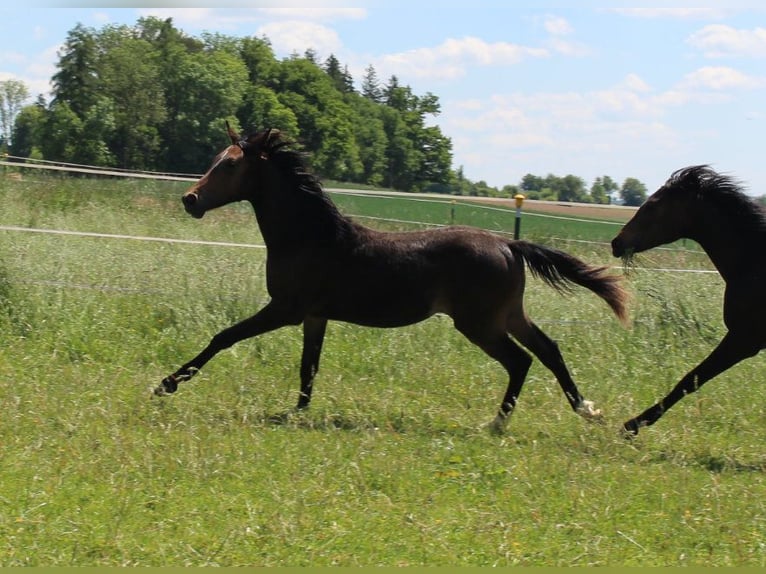 Shagya Araber Hengst 1 Jahr Brauner in Tiefenbach