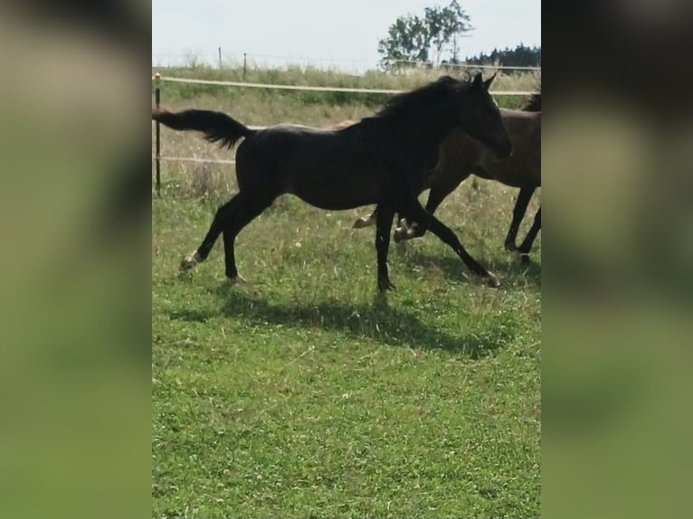Shagya Araber Hengst 1 Jahr Brauner in Tiefenbach