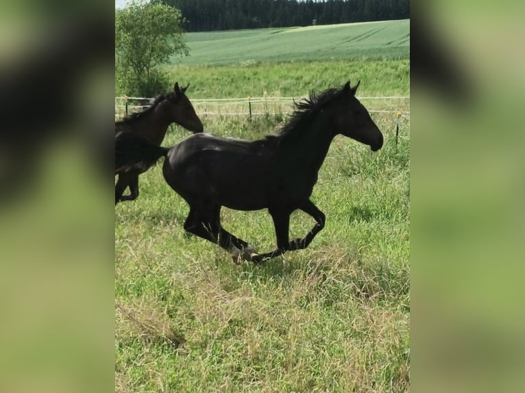 Shagya Araber Hengst 1 Jahr Brauner in Tiefenbach