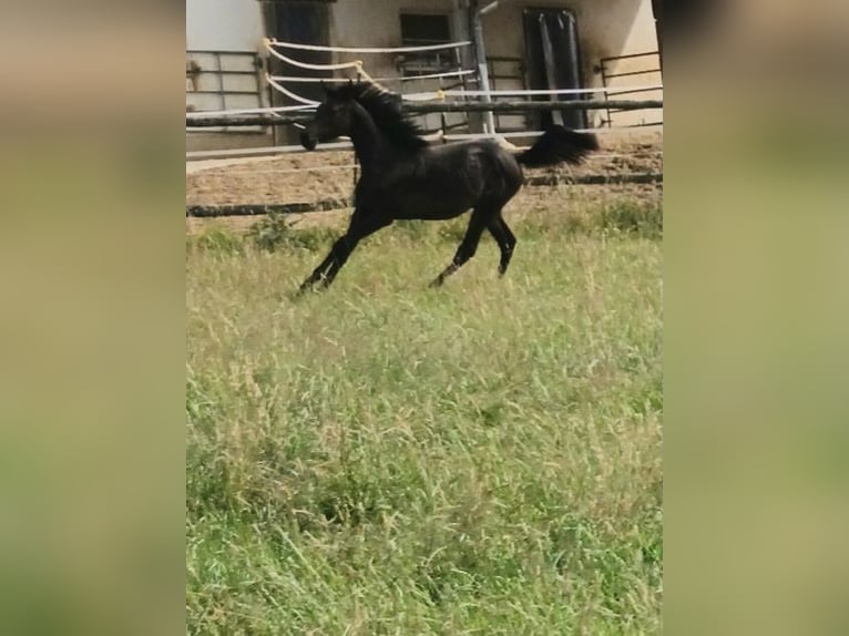 Shagya Araber Hengst 1 Jahr Brauner in Tiefenbach