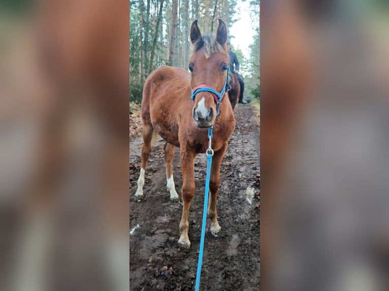 Shagya Araber Hengst 1 Jahr Brauner in Plzen