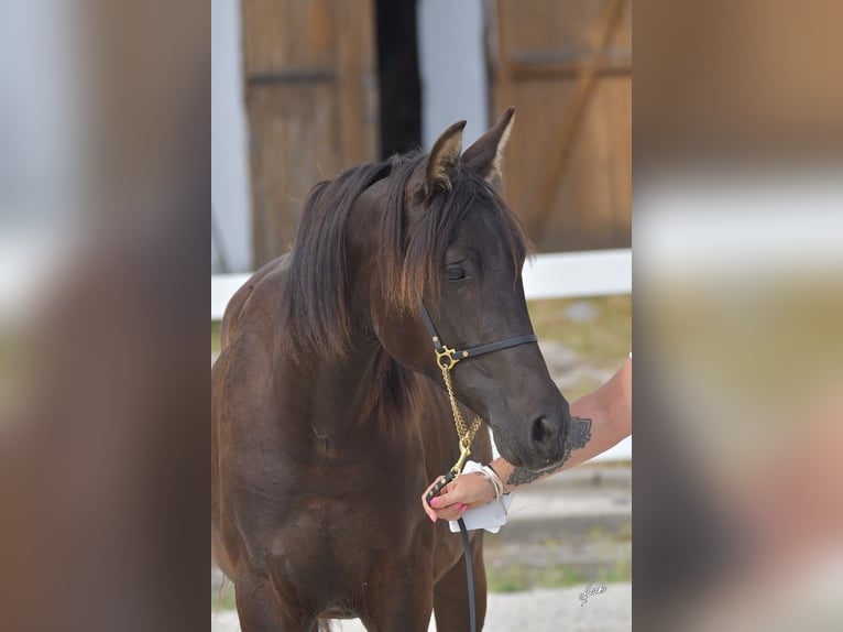 Shagya Araber Hengst 1 Jahr Rappe in Kladruby