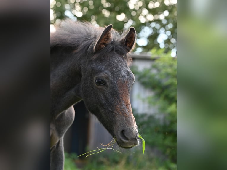 Shagya Araber Hengst 1 Jahr Schimmel in Aukrug