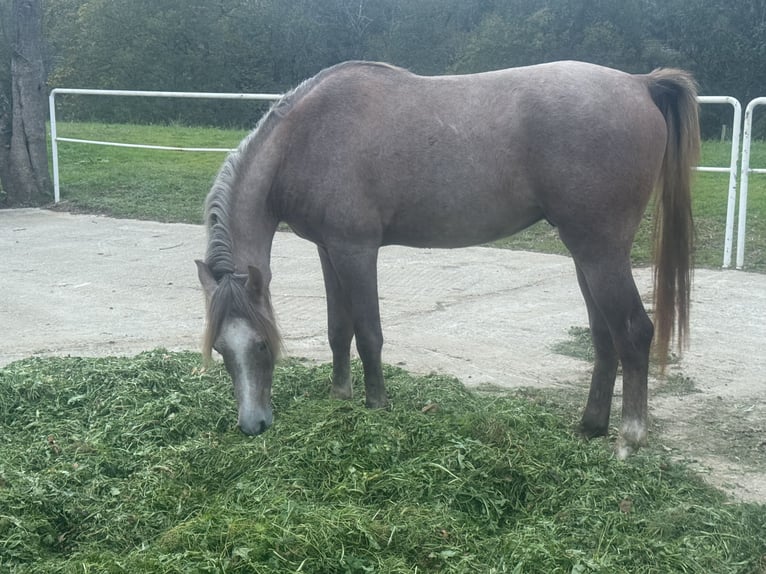 Shagya Araber Hengst 2 Jahre 153 cm Rotschimmel in El Bosque