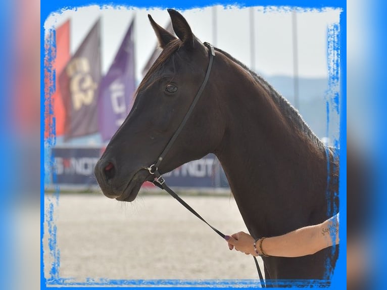 Shagya Araber Hengst 2 Jahre 155 cm Rappe in Kladruby
