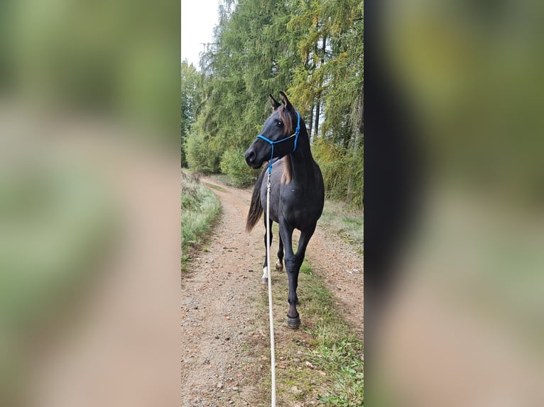 Shagya Araber Hengst 2 Jahre 155 cm Rappe in Kladruby