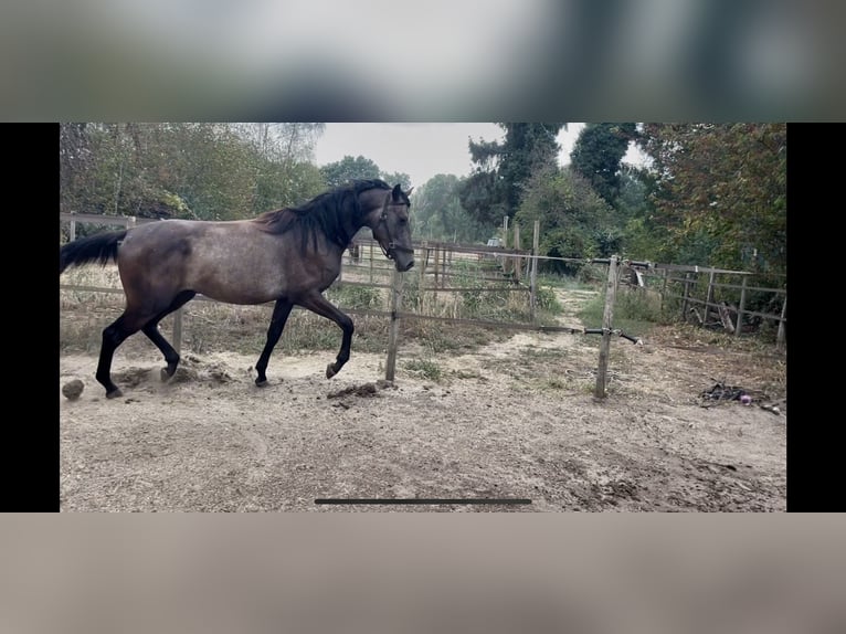 Shagya Araber Hengst 2 Jahre 160 cm Schimmel in Kelpen-Oler
