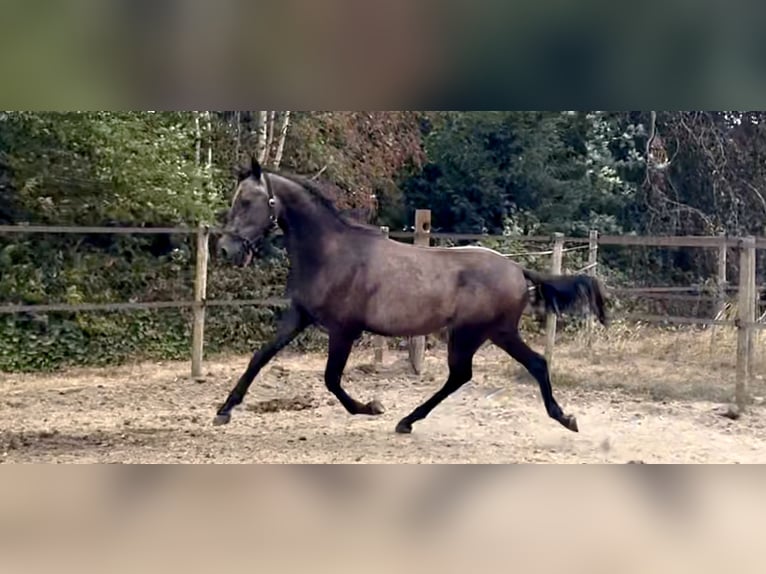 Shagya Araber Hengst 2 Jahre 160 cm Schimmel in Kelpen-Oler