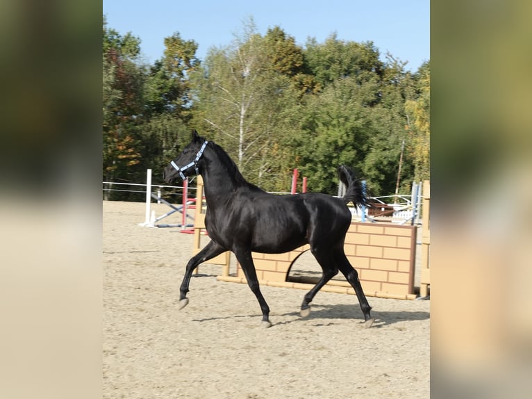 Shagya Araber Hengst 2 Jahre 160 cm Schimmel in Neuhaus in der Wart