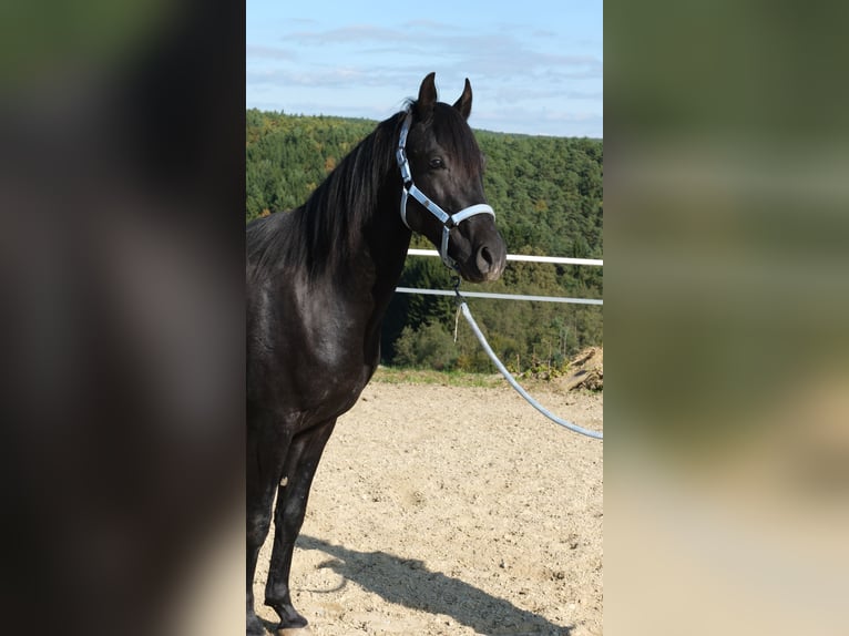 Shagya Araber Hengst 2 Jahre 160 cm Schimmel in Neuhaus in der Wart