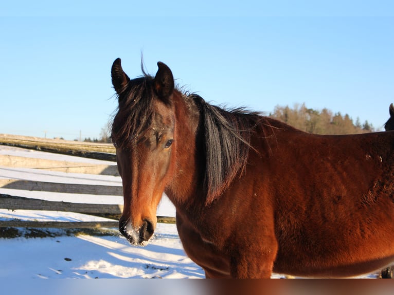 Shagya Araber Hengst 2 Jahre Brauner in Tiefenbach