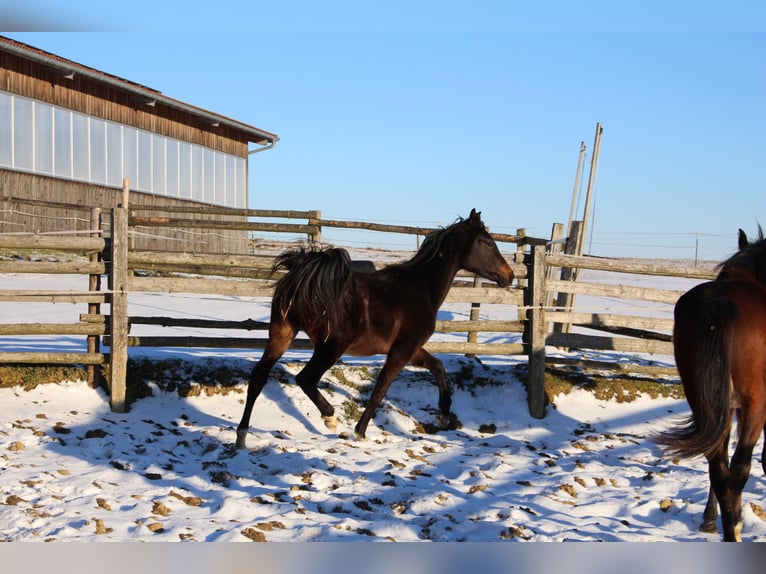 Shagya Araber Hengst 2 Jahre Brauner in Tiefenbach