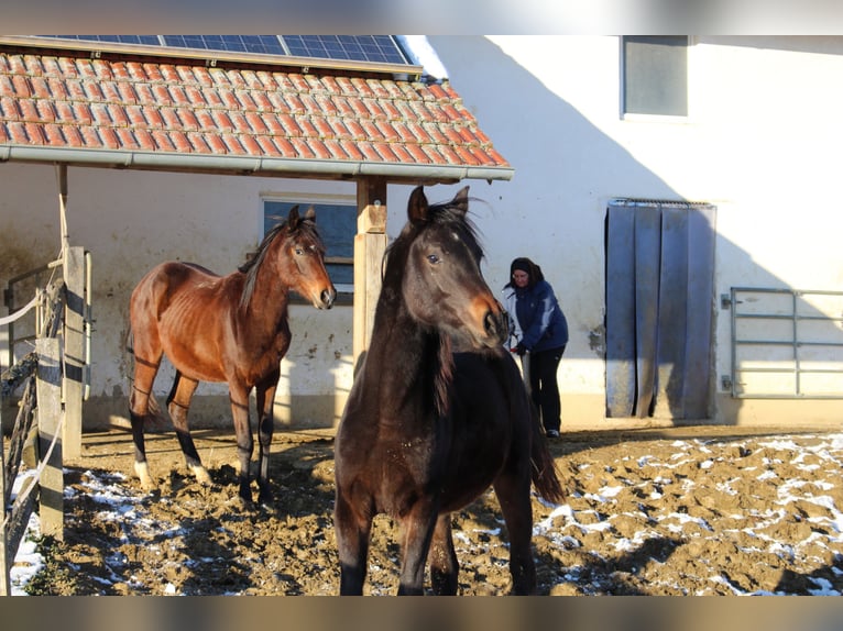 Shagya Araber Hengst 2 Jahre Brauner in Tiefenbach