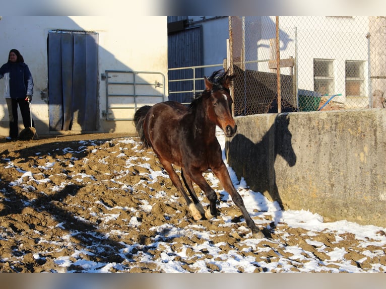 Shagya Araber Hengst 2 Jahre Brauner in Tiefenbach