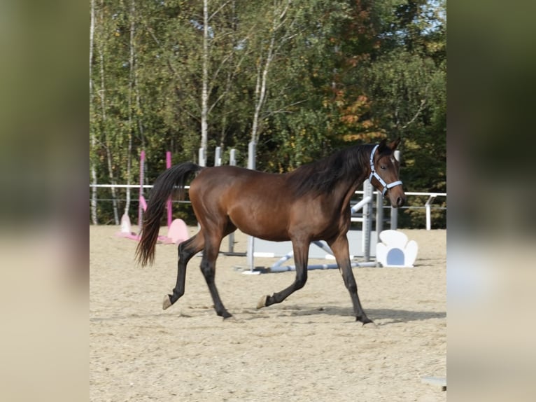 Shagya Araber Hengst 3 Jahre 160 cm Brauner in Neuhaus in der Wart