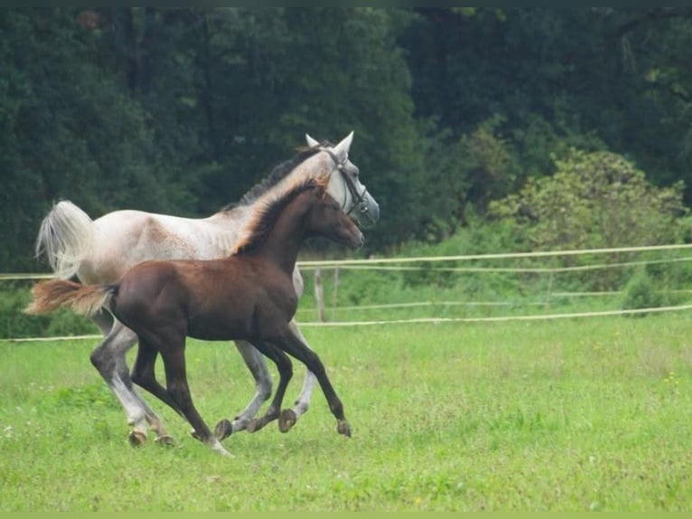 Shagya Araber Hengst Brauner in Rotenburg an der Fulda