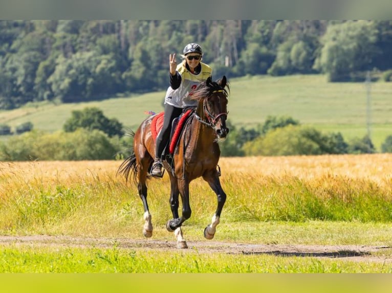 Shagya Araber Hengst Brauner in Rotenburg an der Fulda