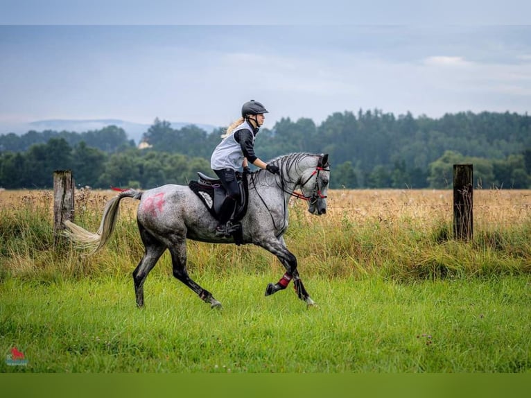 Shagya Araber Hengst Brauner in Rotenburg an der Fulda