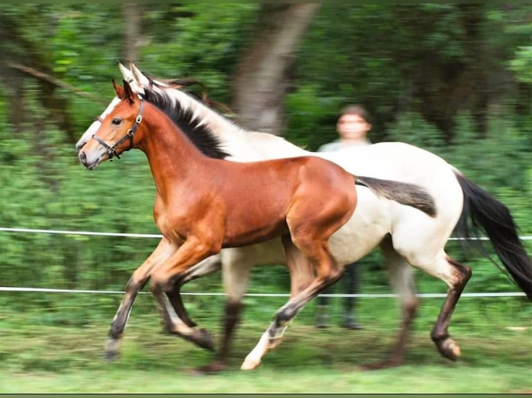 Shagya Araber Hengst Brauner in Rotenburg an der Fulda