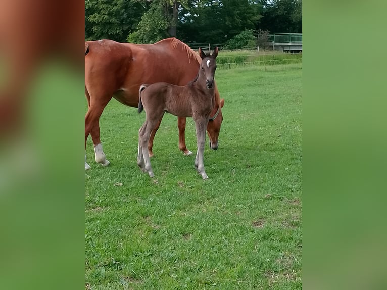 Shagya Araber Hengst Fohlen (06/2026) 160 cm Dunkelbrauner in Nienhagen