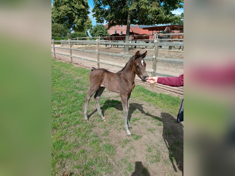Shagya Araber Hengst Fohlen (06/2026) 160 cm Dunkelbrauner in Nienhagen