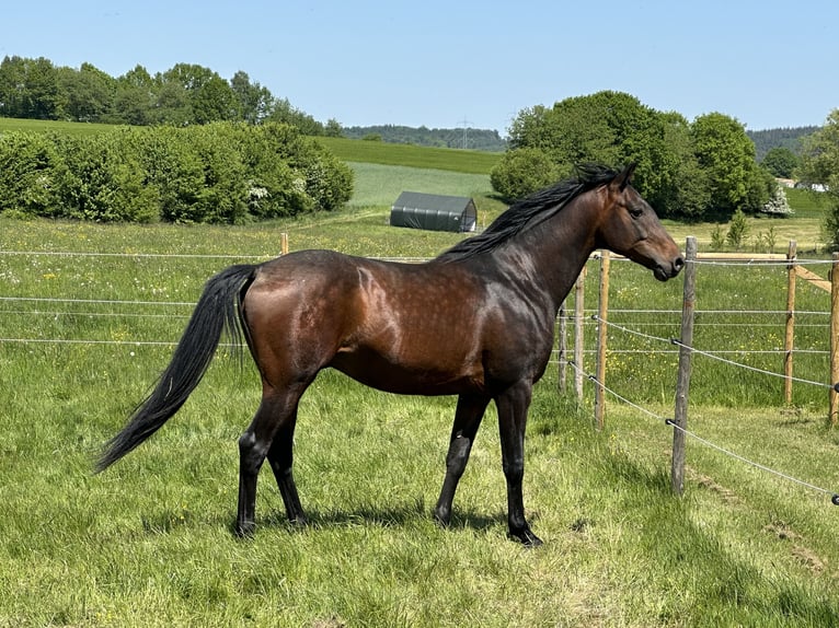 Shagya Araber Hengst Fohlen (04/2026) 160 cm Rappe in Kalbach