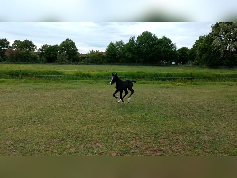 Shagya Araber Hengst  164 cm Rappe in Nienhagen