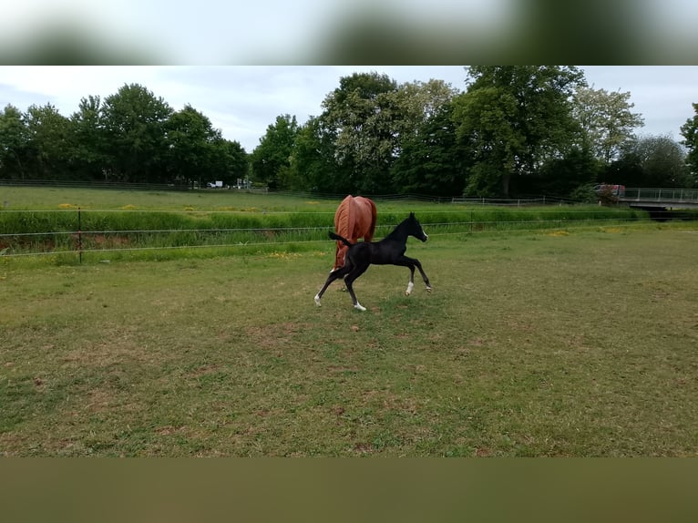 Shagya Araber Hengst  164 cm Rappe in Nienhagen