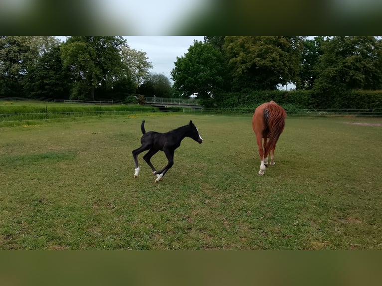 Shagya Araber Hengst  164 cm Rappe in Nienhagen
