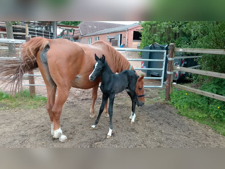 Shagya Araber Hengst  164 cm Rappe in Nienhagen