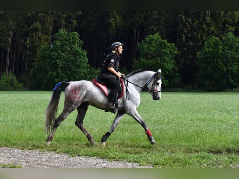 Shagya Araber Hengst Schimmel in Rotenburg an der Fulda