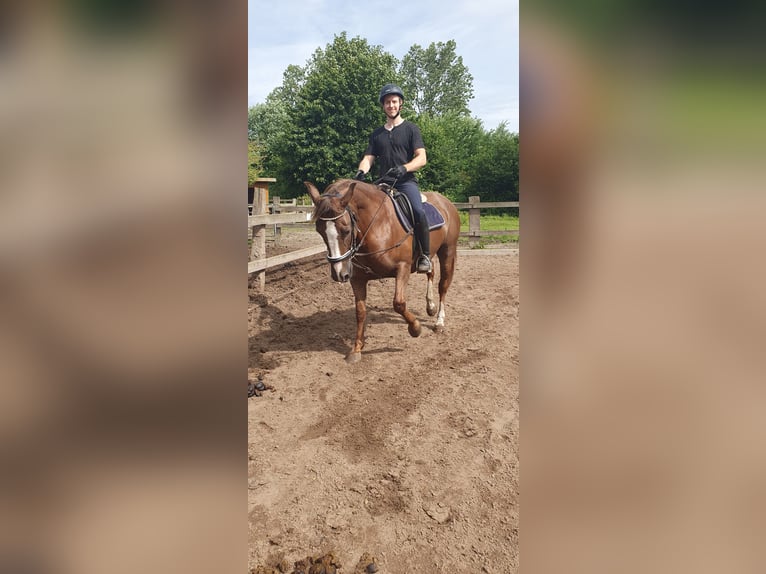 Shagya Araber Stute 12 Jahre 152 cm Dunkelfuchs in Timmendorfer Strand