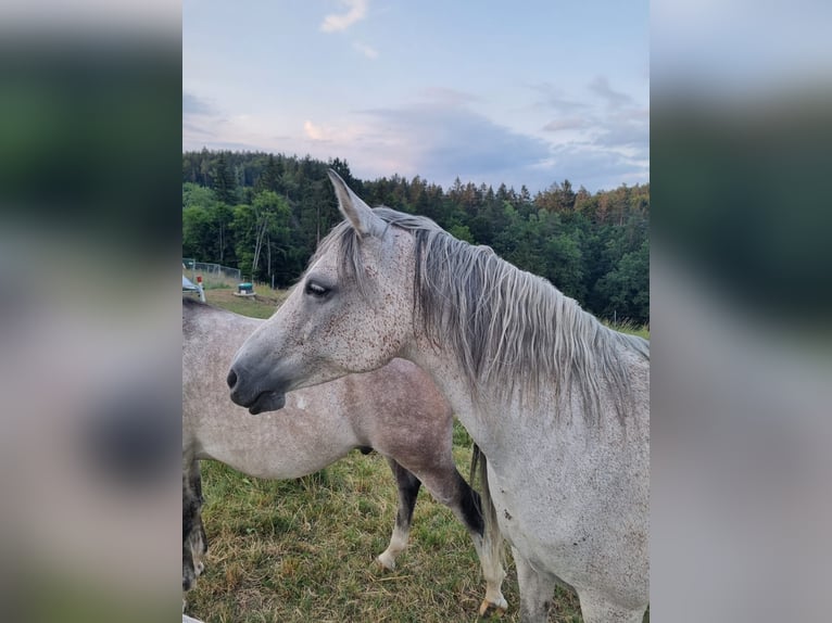 Shagya Araber Stute 12 Jahre 153 cm Fliegenschimmel in Brennberg