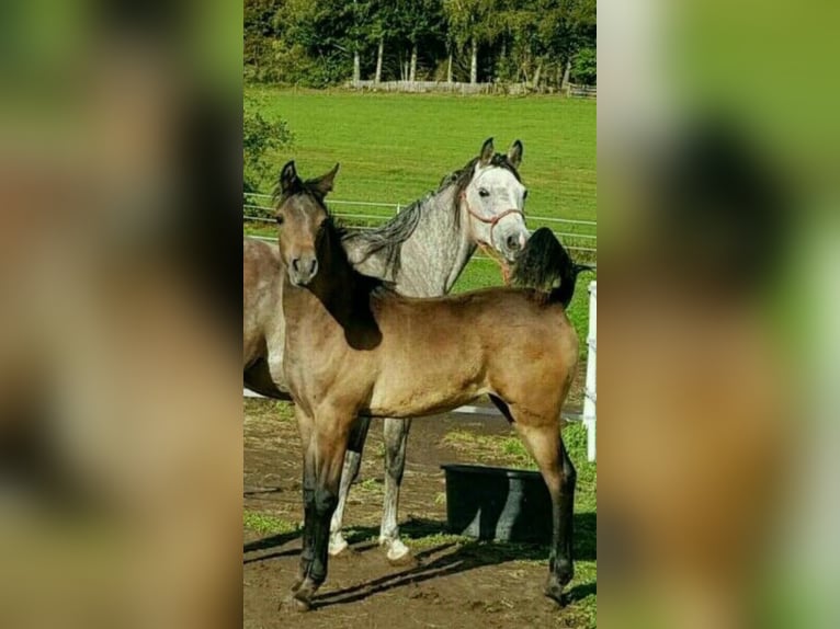 Shagya Araber Stute 12 Jahre 153 cm Fliegenschimmel in Brennberg