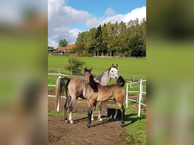 Shagya Araber Stute 12 Jahre 153 cm Fliegenschimmel in Brennberg