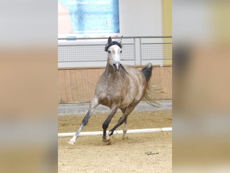 Shagya Araber Stute 12 Jahre 153 cm Fliegenschimmel in Brennberg
