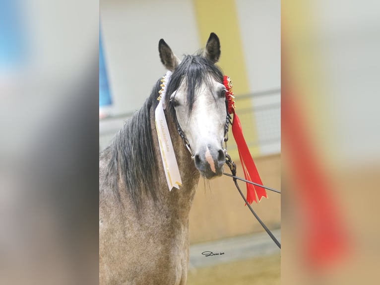 Shagya Araber Stute 12 Jahre 153 cm Fliegenschimmel in Brennberg