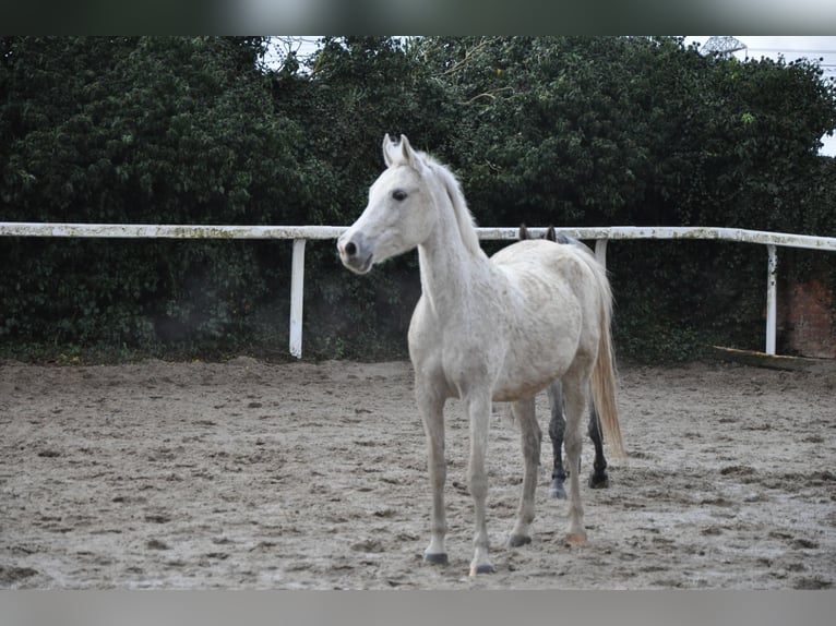 Shagya Araber Stute 16 Jahre 155 cm Schimmel in Lieu saint amand