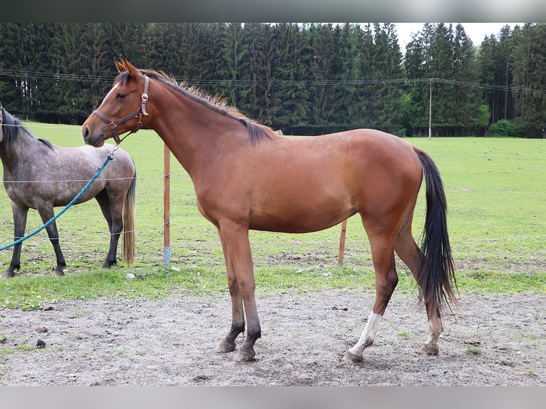 Shagya Araber Stute 2 Jahre 155 cm Brauner in Ceske Budejovice