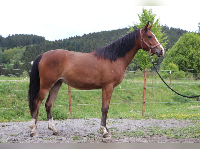 Shagya Araber Stute 2 Jahre 155 cm Brauner in Ceske Budejovice