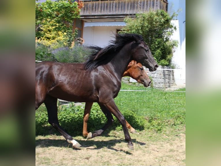 Shagya Araber Stute 2 Jahre 160 cm Rappe in Tiefenbach