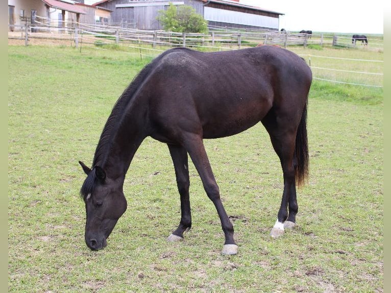 Shagya Araber Stute 2 Jahre 160 cm Rappe in Tiefenbach