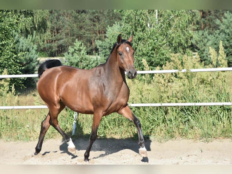 Shagya Araber Stute 3 Jahre 150 cm Brauner in Główne