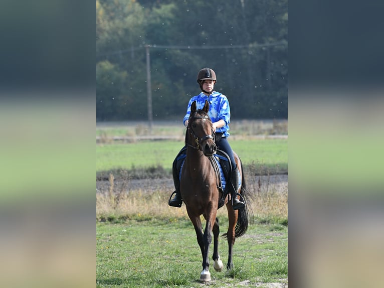 Shagya Araber Stute 3 Jahre 150 cm Brauner in Główne